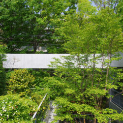 親緑住居　２階屋上庭園［2013］　屋上庭園と中庭の緑が向かいの欅並木と連続する
