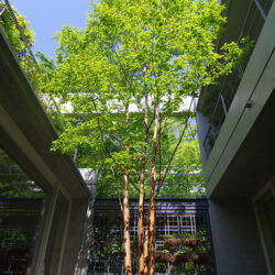 親緑住居　中庭［2013］　主木はヒメシャラ　左に２階の屋上庭園が見える