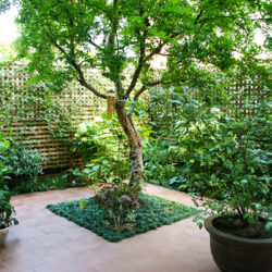 永福町の家　プライバシーを確保された緑豊かな中庭　主木はザクロ