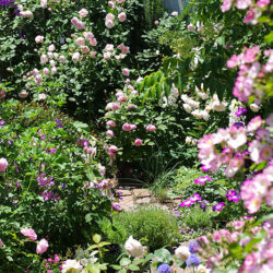 桜新町・緑庭の平屋　屋上庭園　竣工から数年で緑と草花で満たされバラが咲き誇る