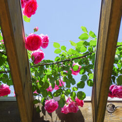 桜新町・緑庭の平屋　屋上庭園　パーゴラのバラ