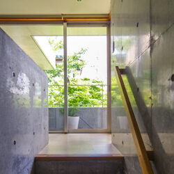 成田東のコートハウス　２階へ　階段を上がると正面にヤマボウシ、背後には既存の桜が見える