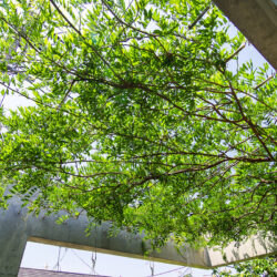 成田東のコートハウス　屋上庭園の藤棚は書斎からも道路からも見える　「緑のおすそ分け」と言ったところ
