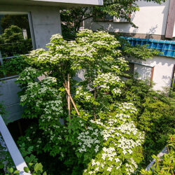 成田東のコートハウス　中庭のヤマボウシは上向きに花をつけ2階からも楽しめる