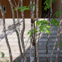 若林の家　アオダモの特徴的な幹肌が縁甲板打ち放しの壁とよく合う