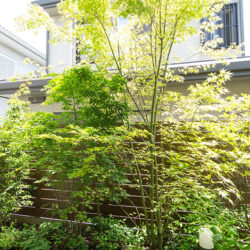 若林の家の庭　主木はモミジ　限られた広さの庭でも樹種を選べば緑を楽しめる