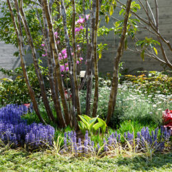 岩槻のコートハウス　中庭　春には草花が咲き誇る