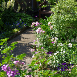 桜新町・緑庭の平屋　屋上庭園　竣工から数年で緑と草花で満たされバラが咲き誇る