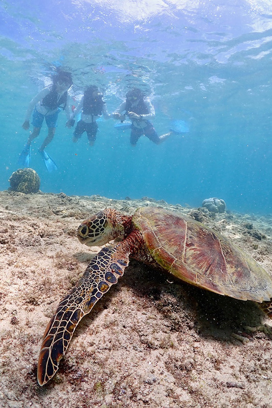 ウミガメと