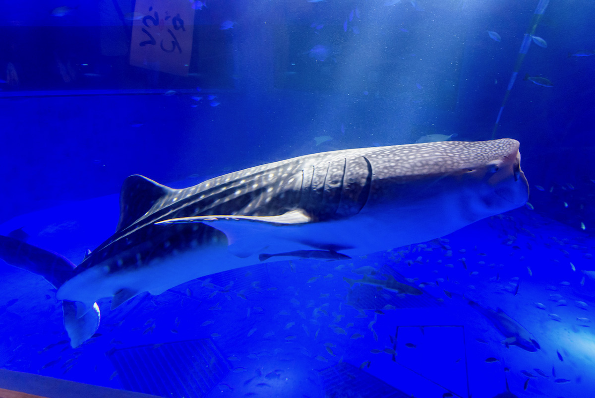 のとじま水族館