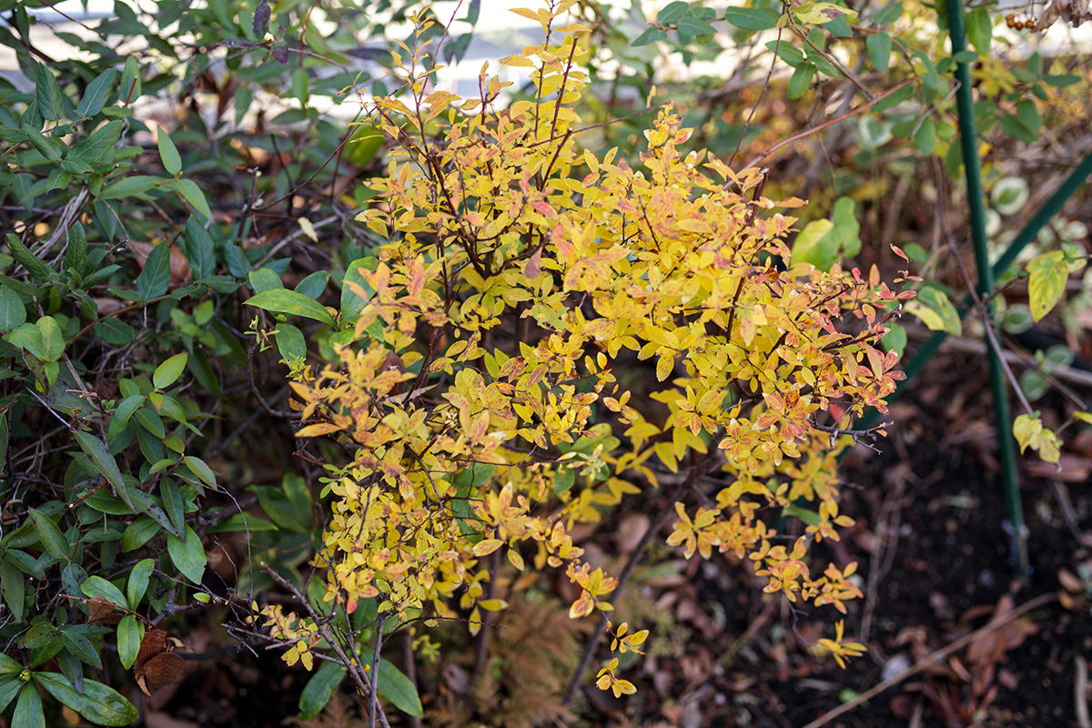 251219 ユキヤナギ