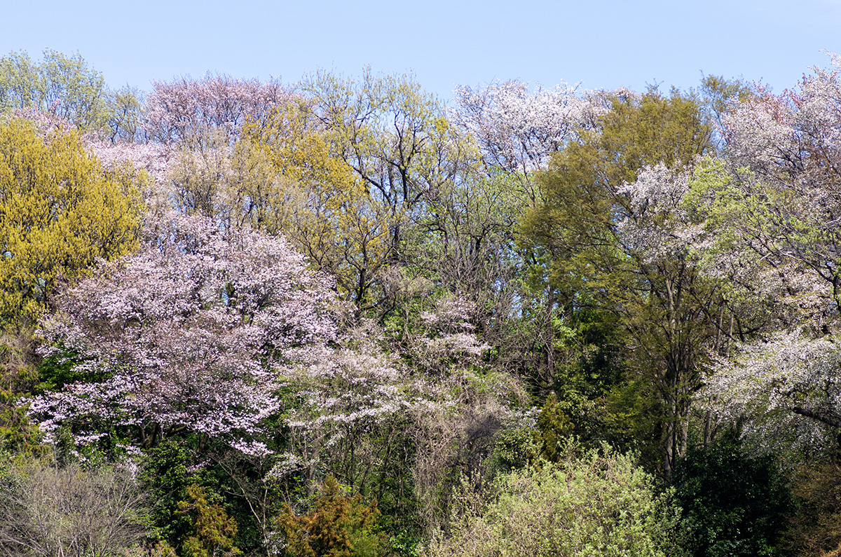 260404 生田の桜2
