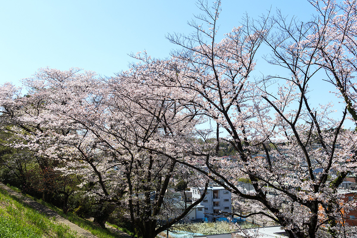 260404 生田の桜1